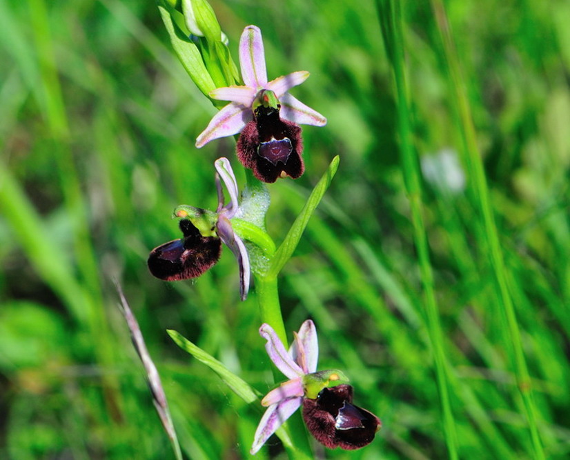 Ibrido tra Ophrys bertoloni subsp. benacensis e  Ophrys ...?